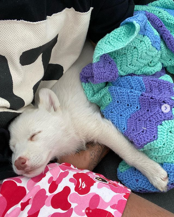 家有萌犬！库兹马INS晒出爱犬照片